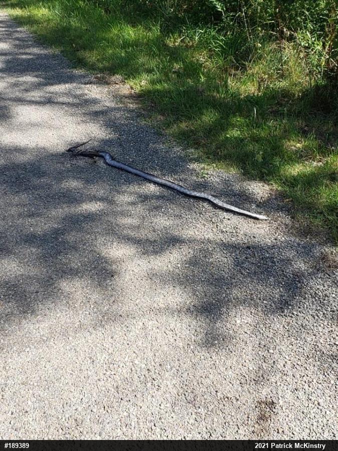 Eastern Ratsnake