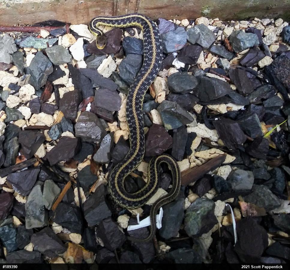 Eastern Gartersnake