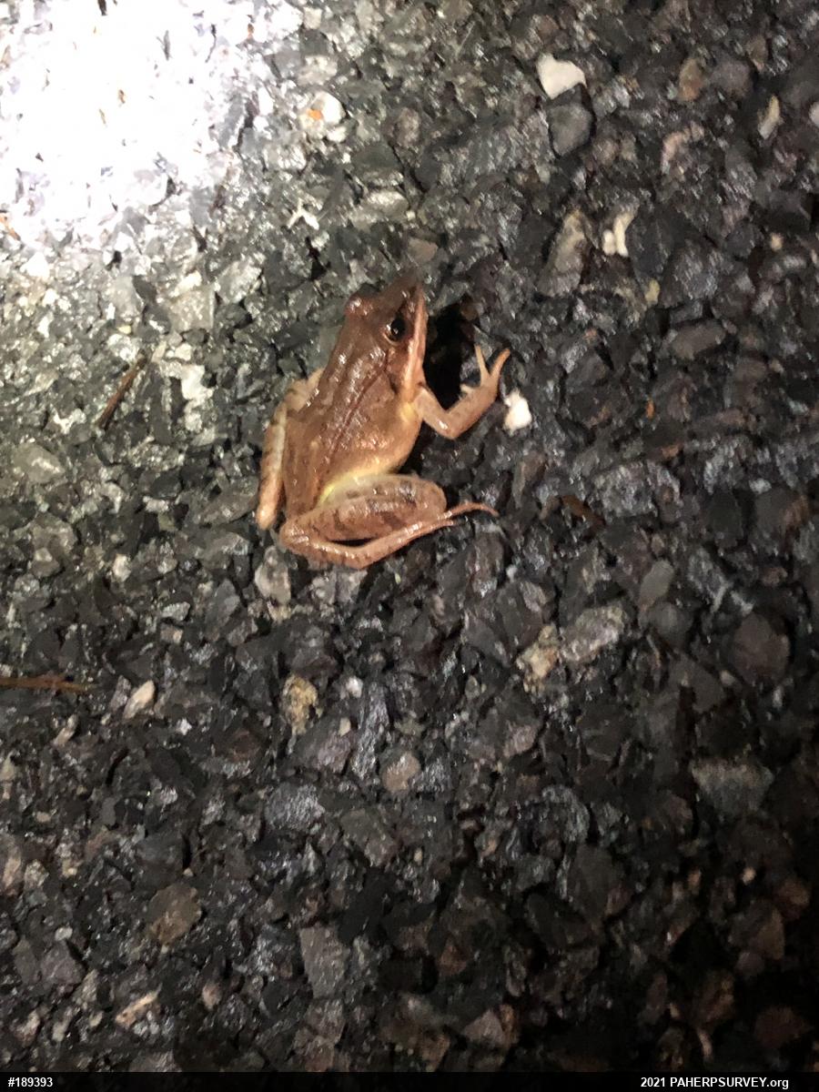 Wood Frog