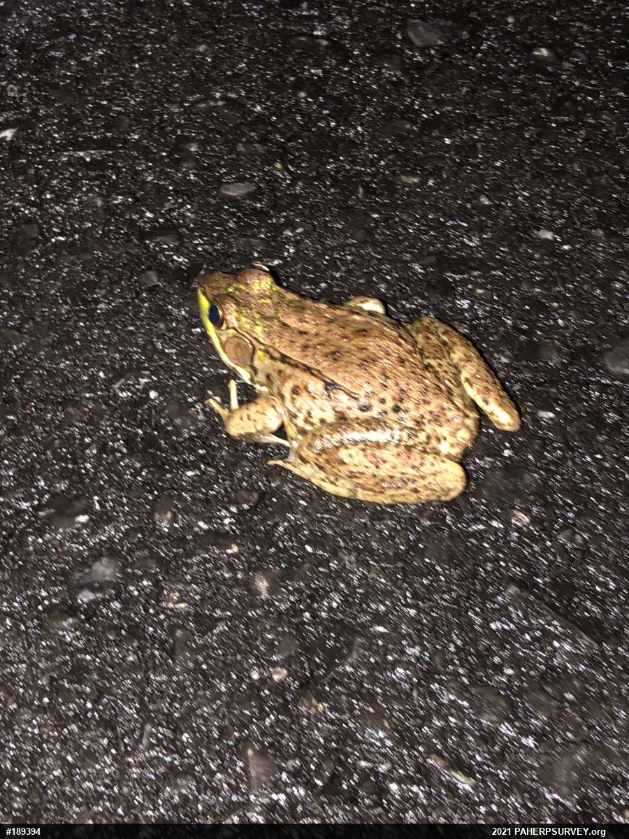 Green Frog