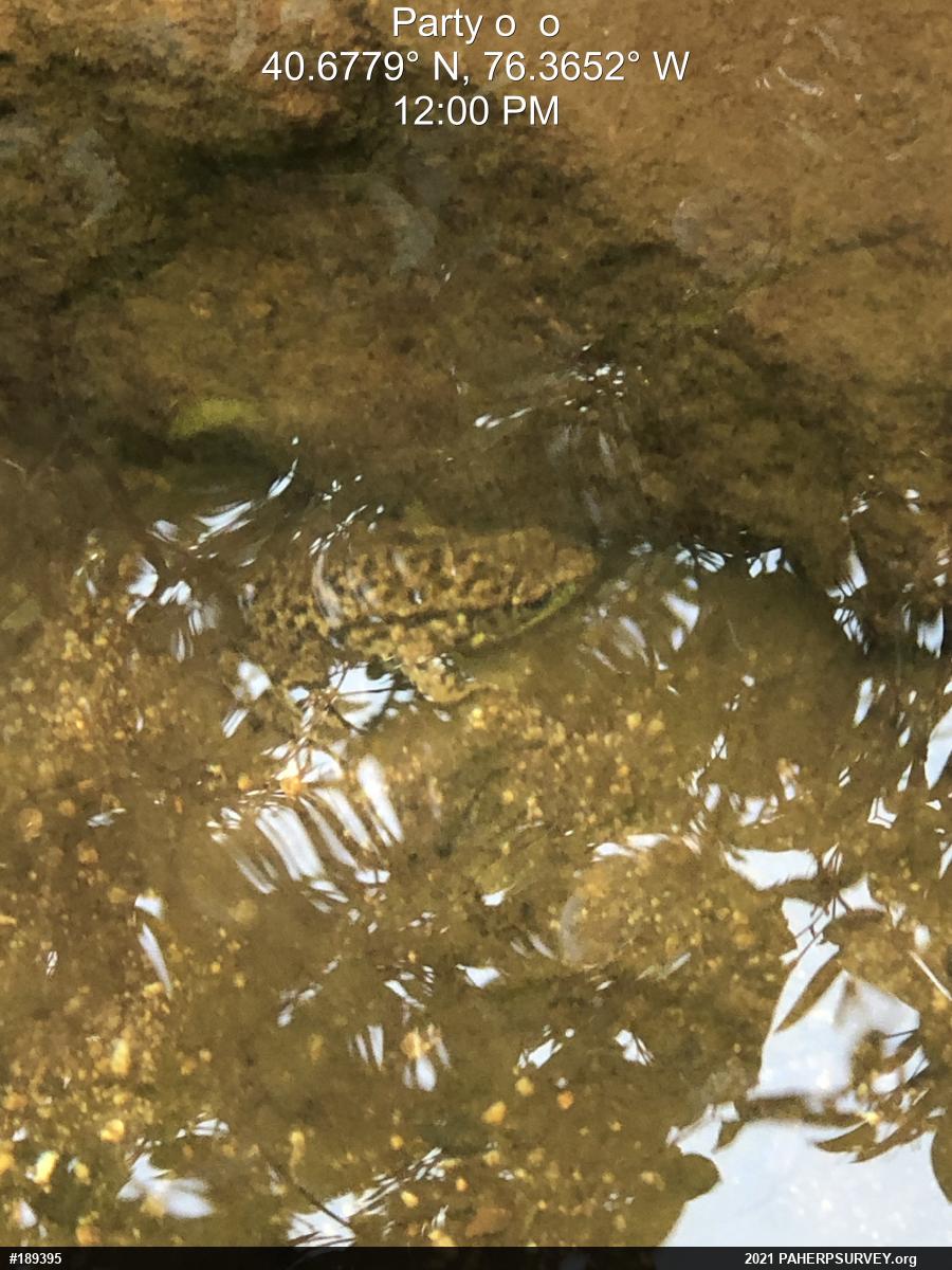 Green Frog