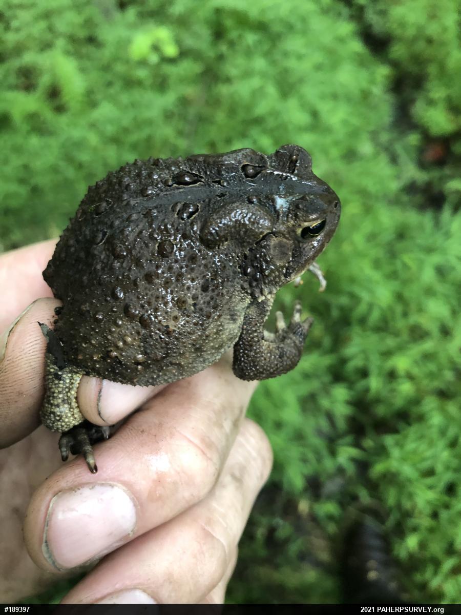 Eastern American Toad