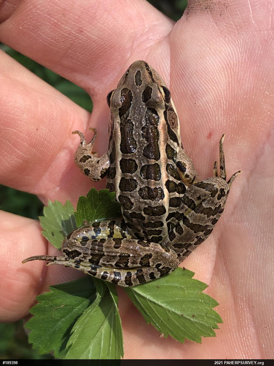 Pickerel Frog