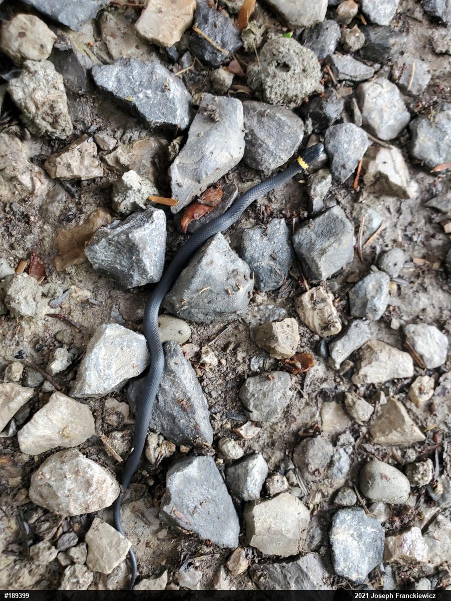 Northern Ring-necked Snake