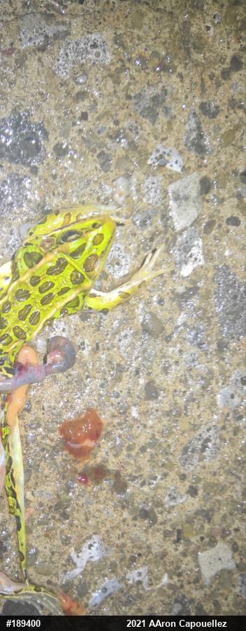 Northern Leopard Frog
