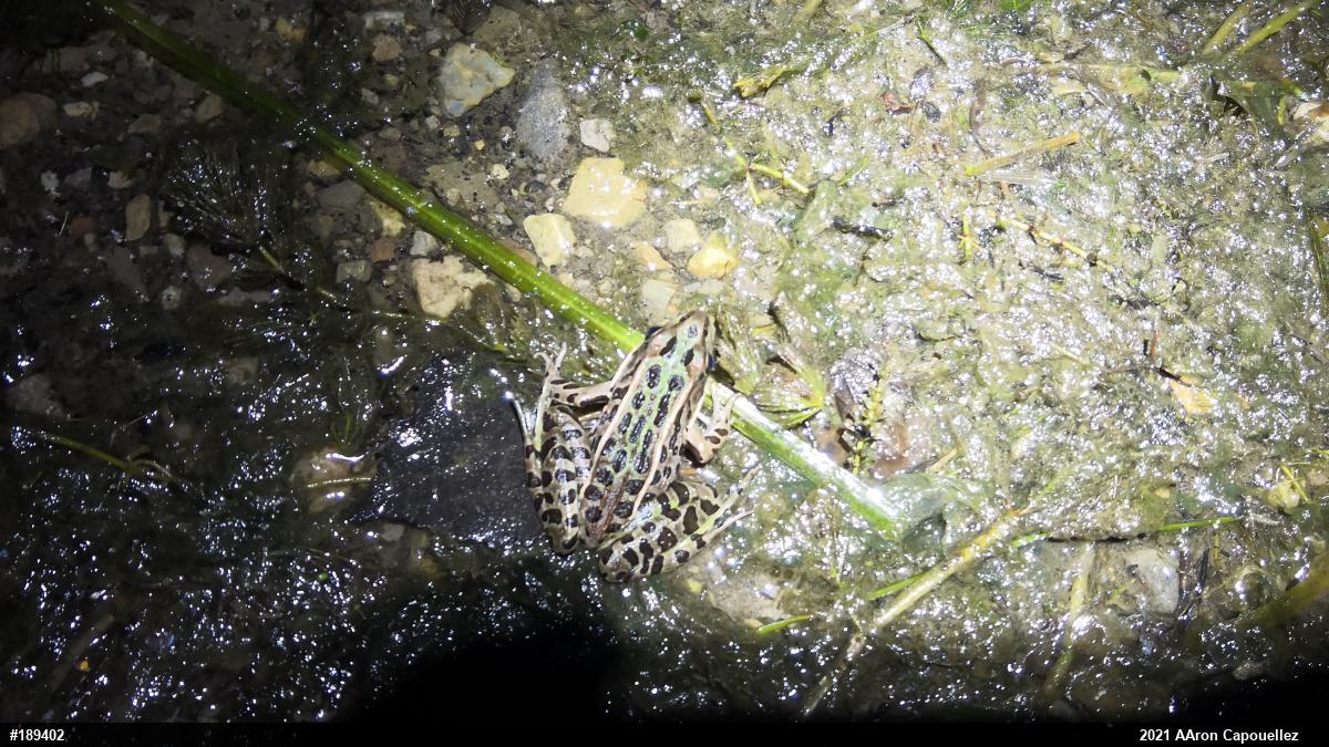 Northern Leopard Frog