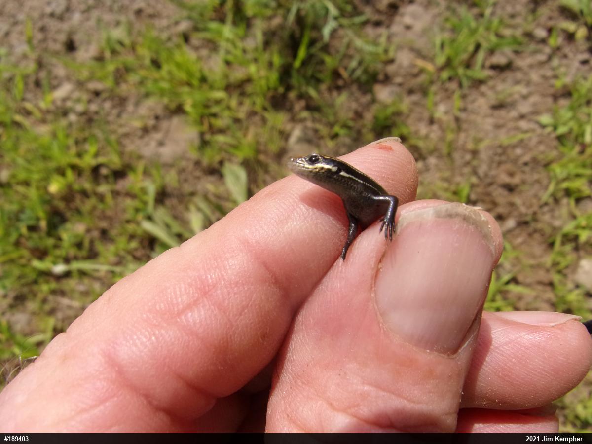 Skinks