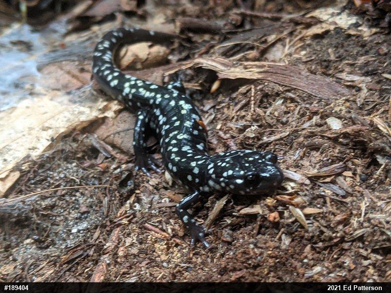 Northern Slimy Salamander