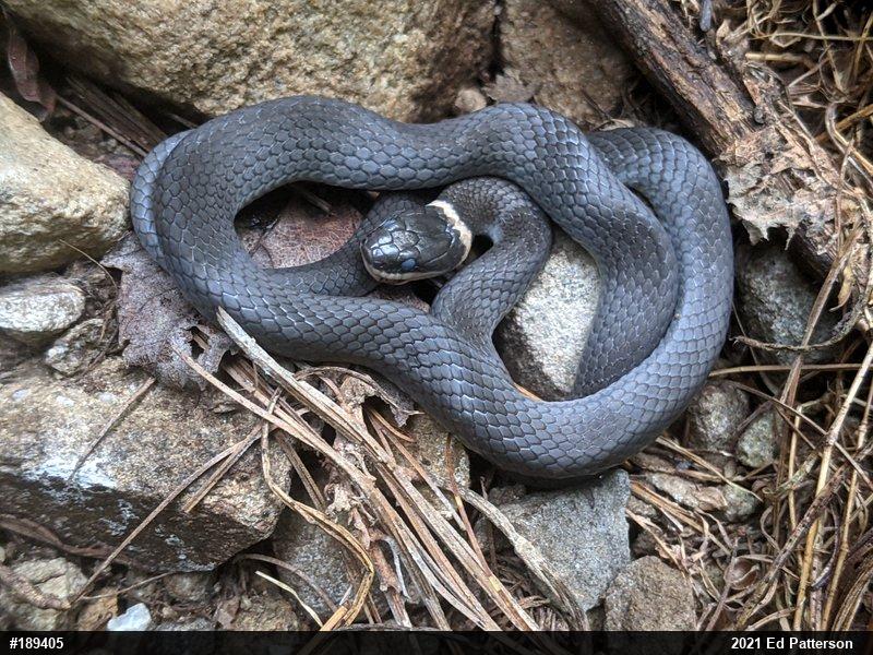 Northern Ring-necked Snake