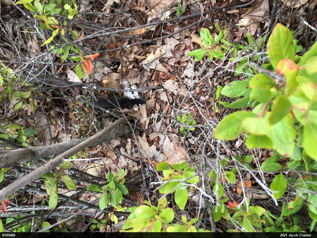 Timber Rattlesnake