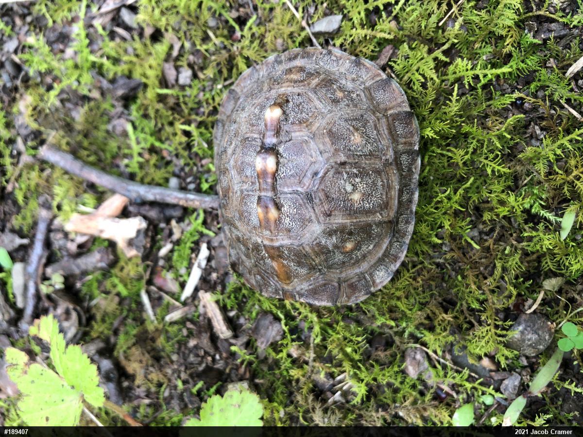 Eastern Box Turtle
