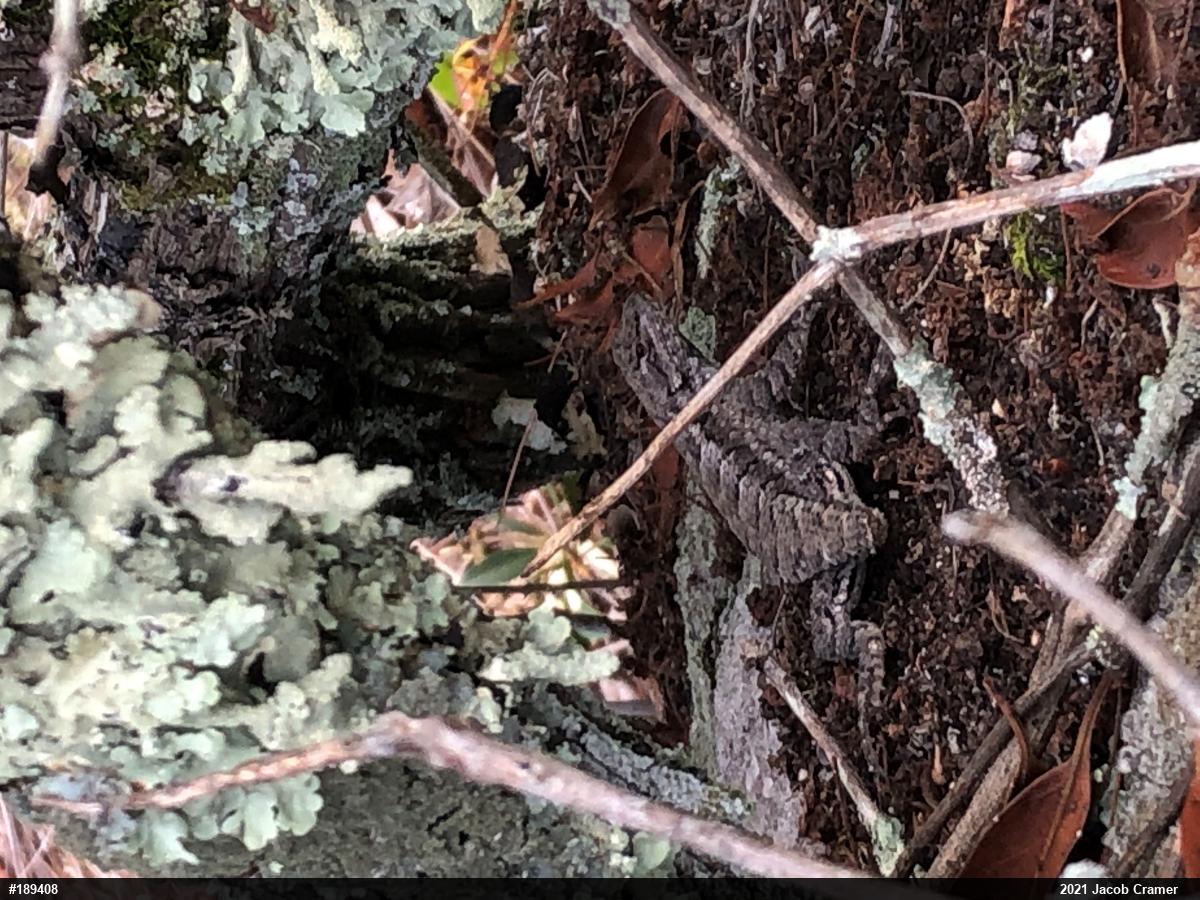Eastern Fence Lizard