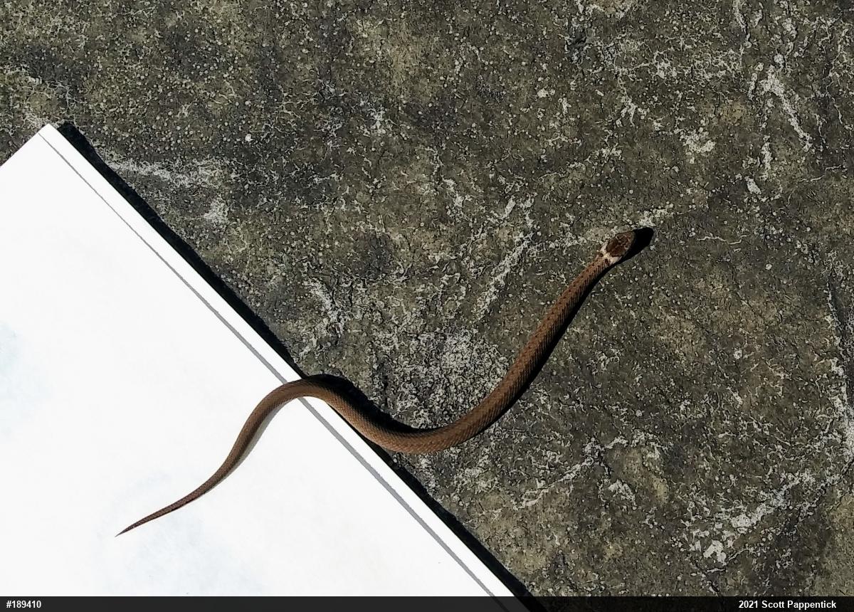 Dekay's Brownsnake
