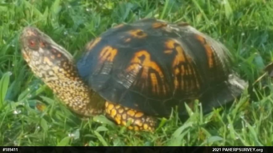 Eastern Box Turtle