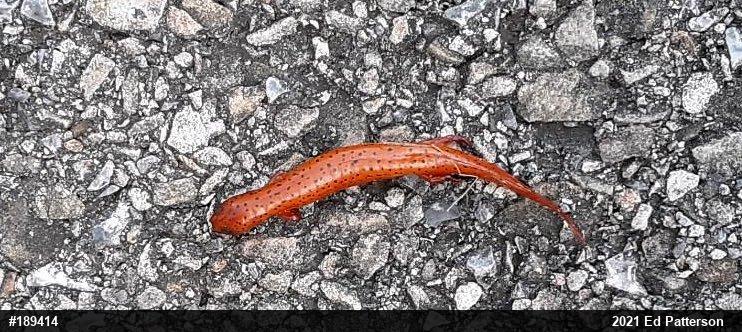 Northern Red Salamander