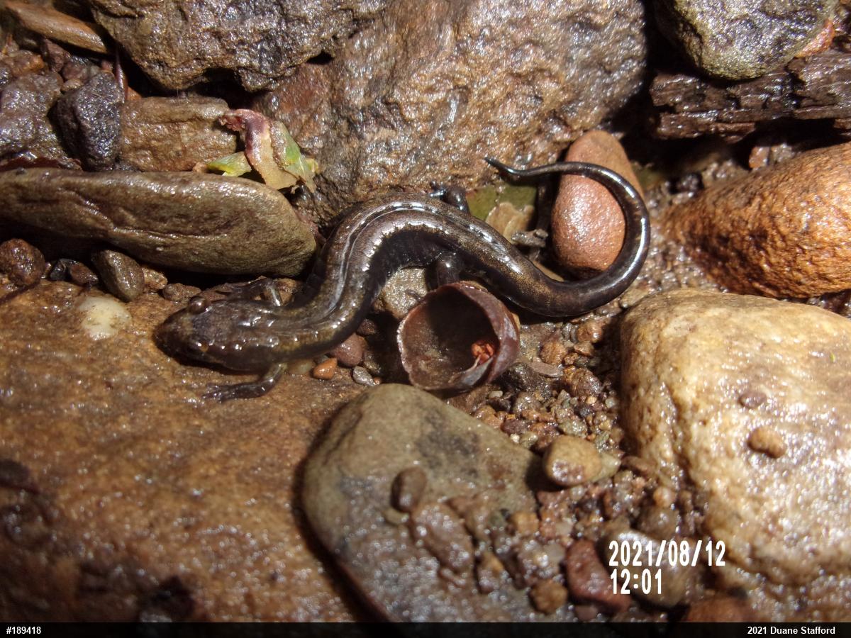 Allegheny Mountain Dusky Salamander