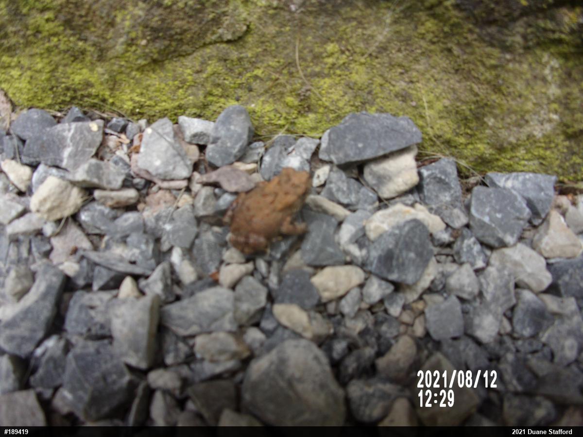 Eastern American Toad