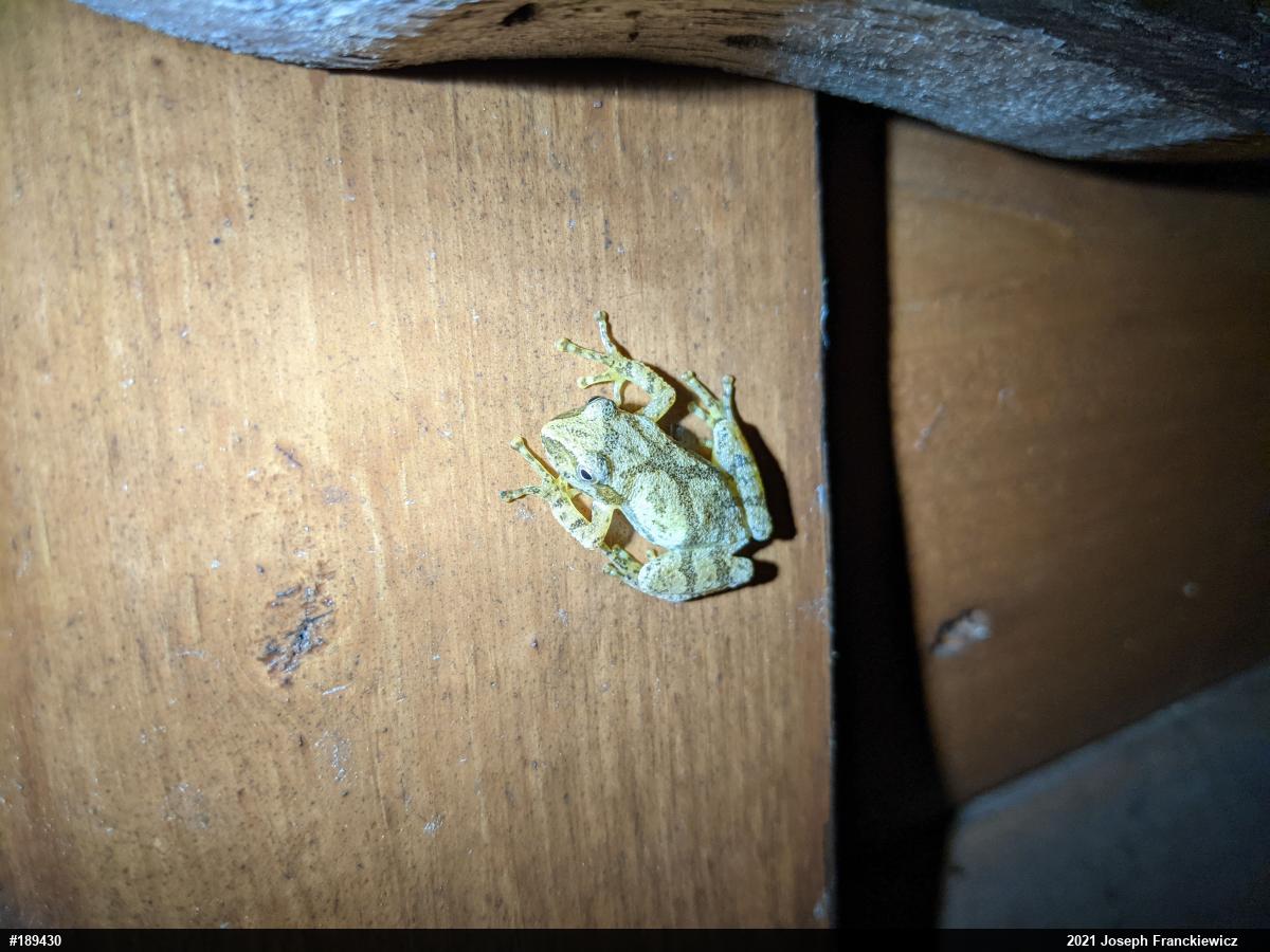 Spring Peeper