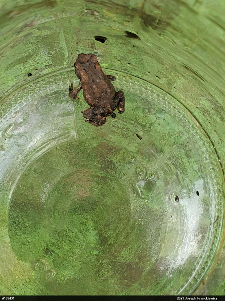 Eastern American Toad