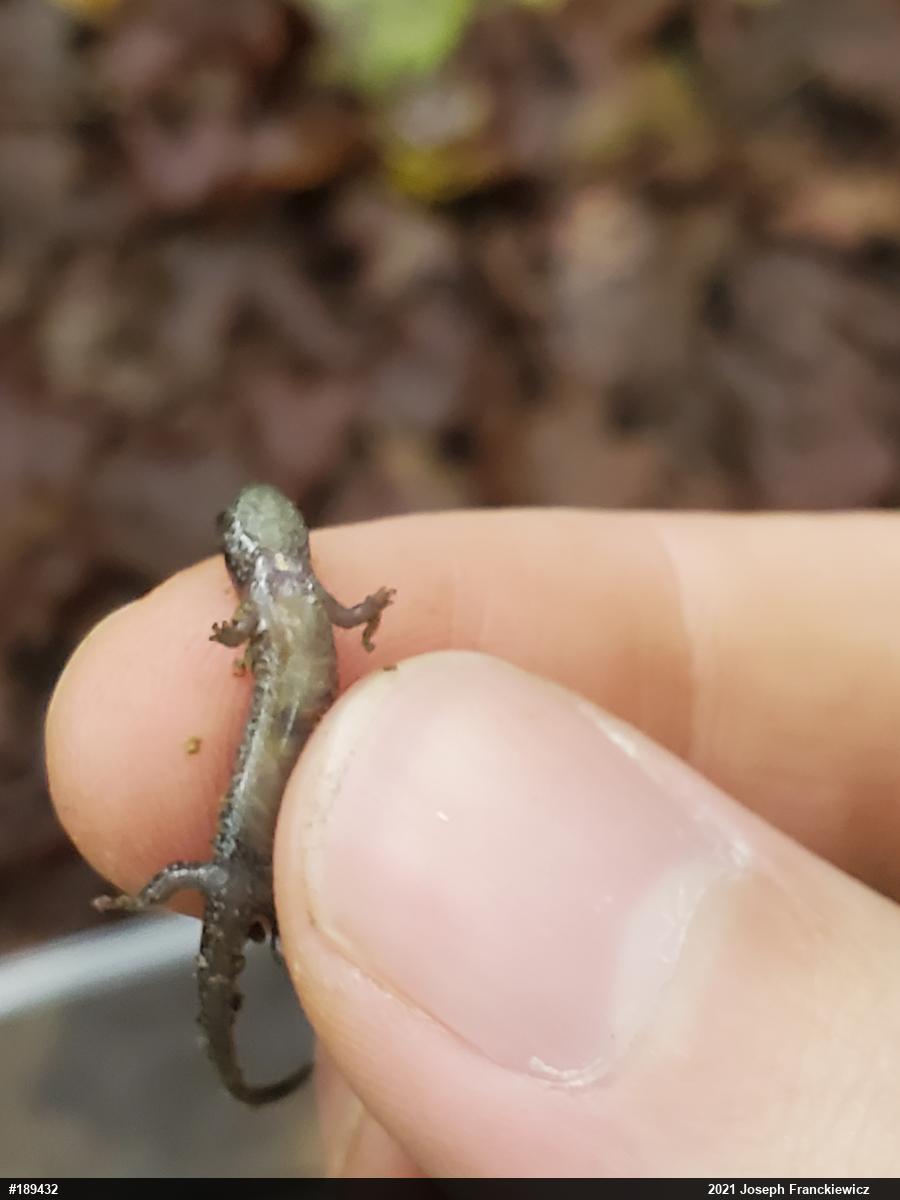 Northern Dusky Salamander