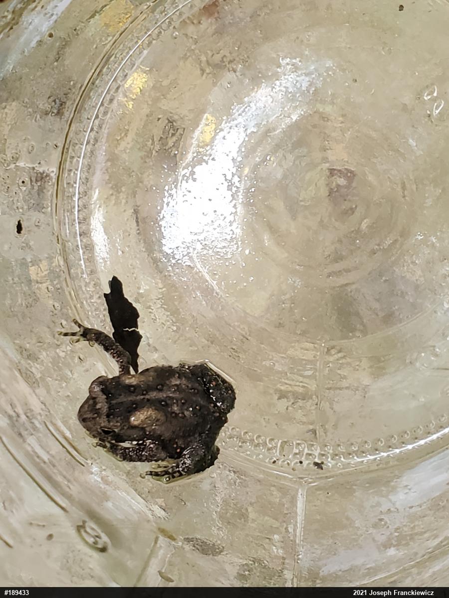 Eastern American Toad