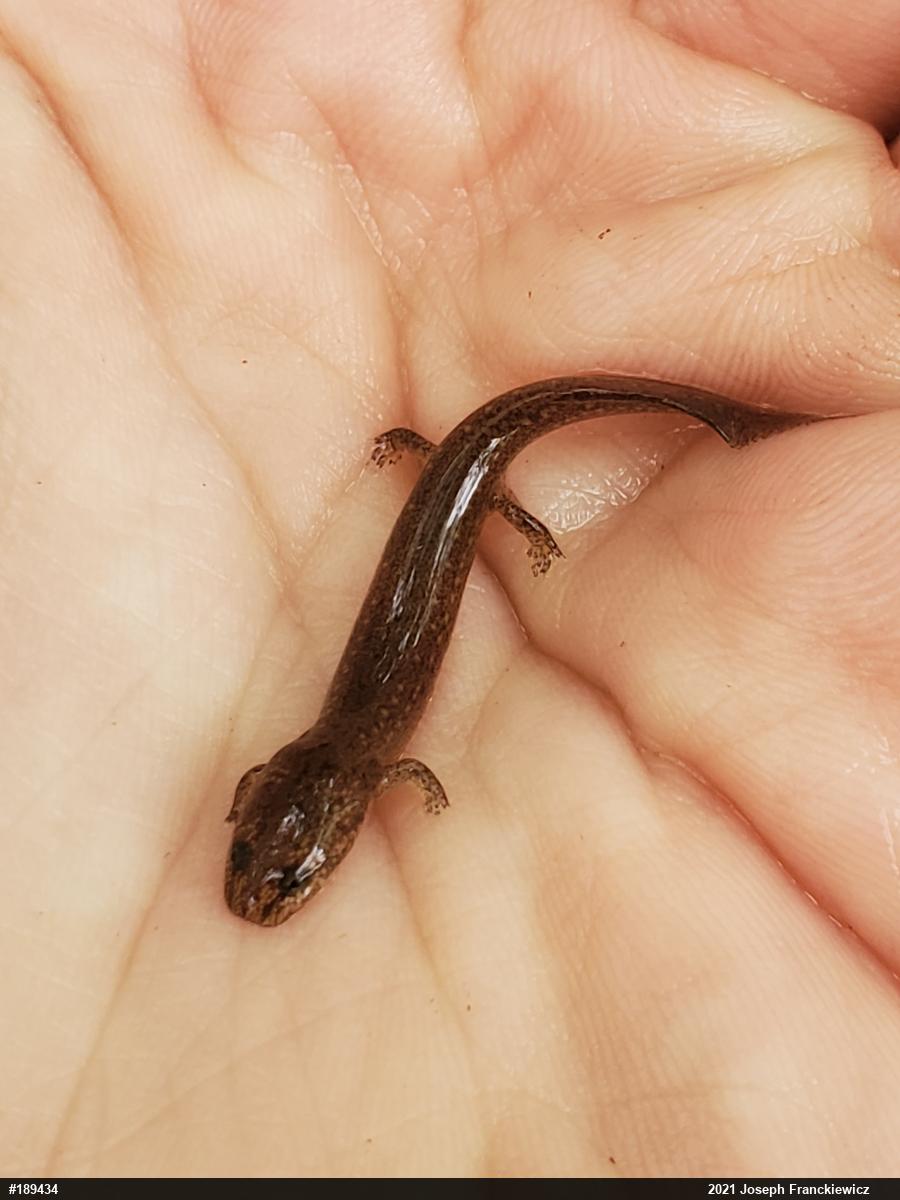 Northern Red Salamander