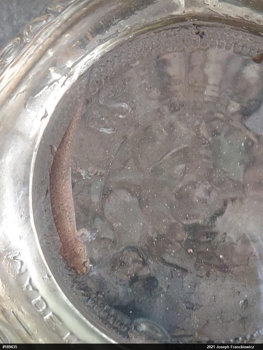Northern Red Salamander
