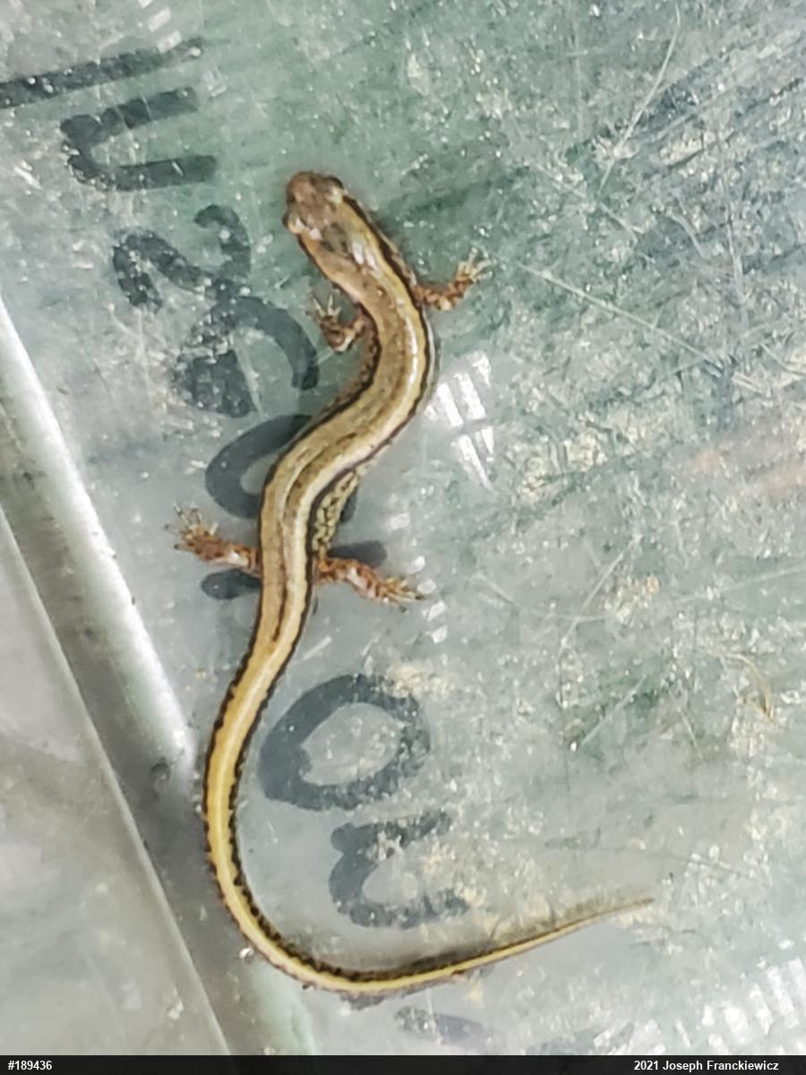 Northern Two-lined Salamander