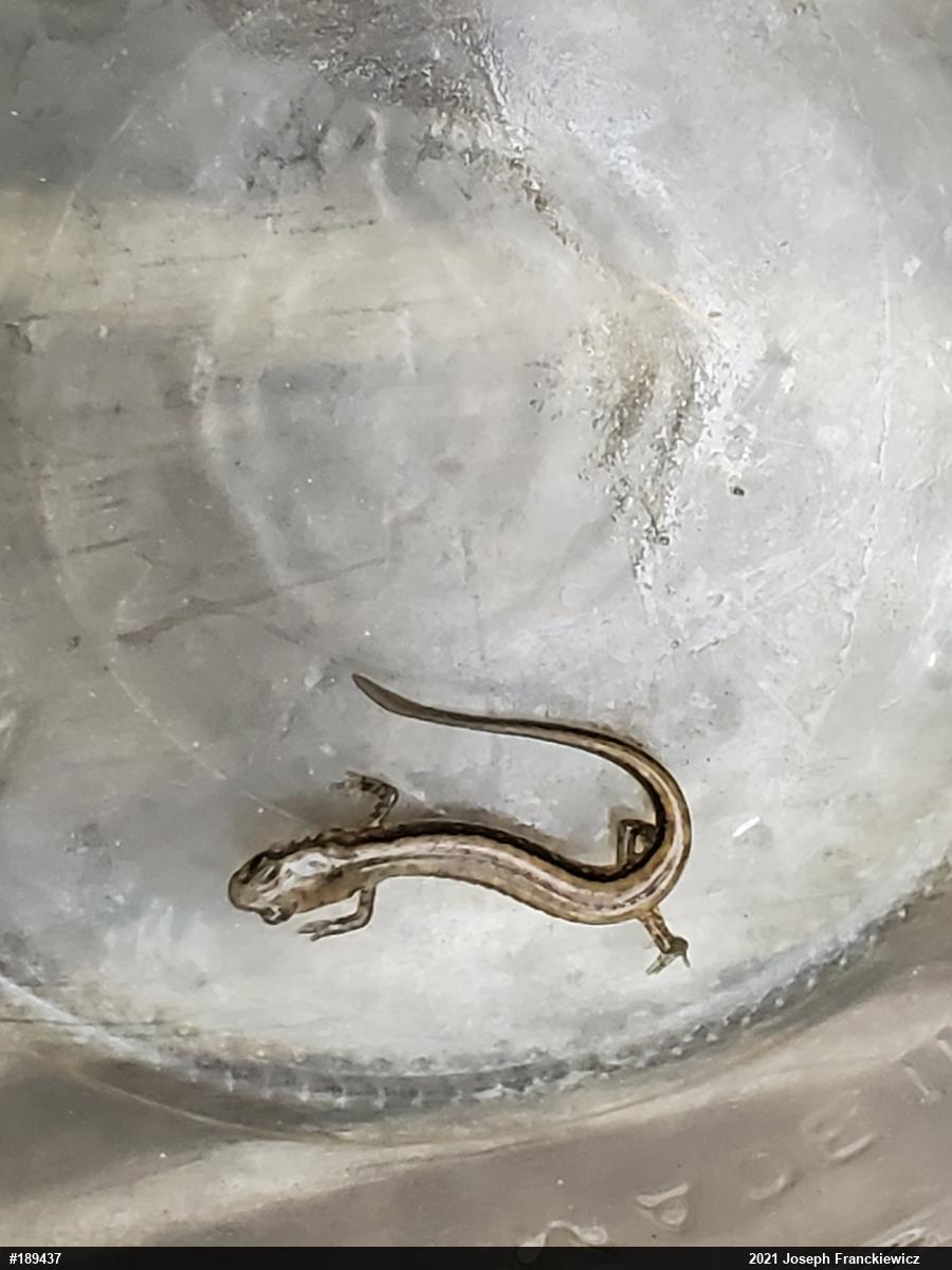Northern Two-lined Salamander