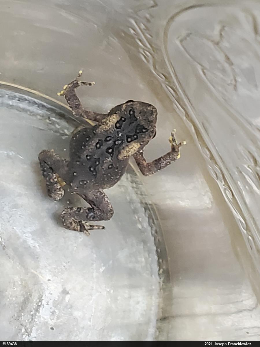 Eastern American Toad