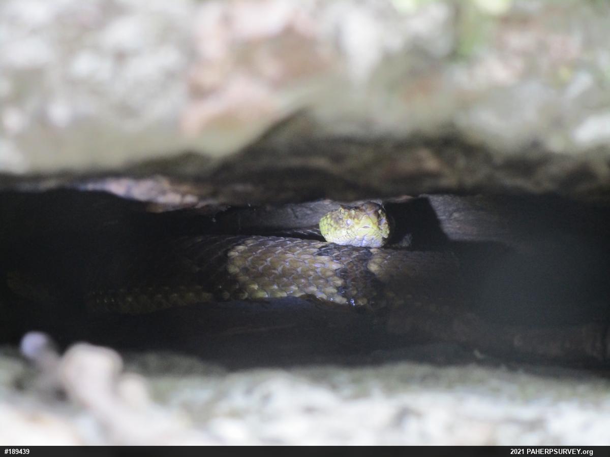 Timber Rattlesnake