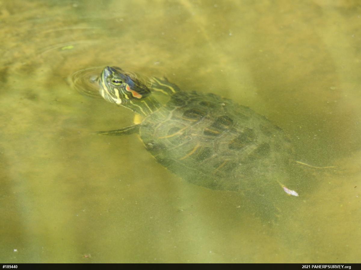 Red-eared Slider