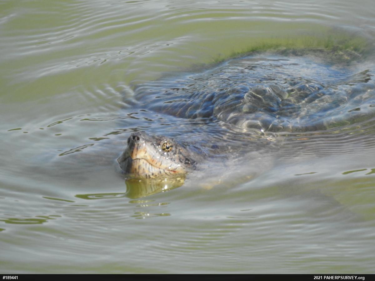 Snapping Turtle