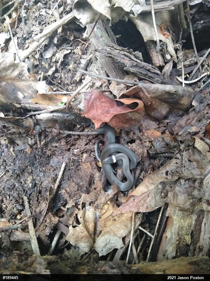 Northern Ring-necked Snake