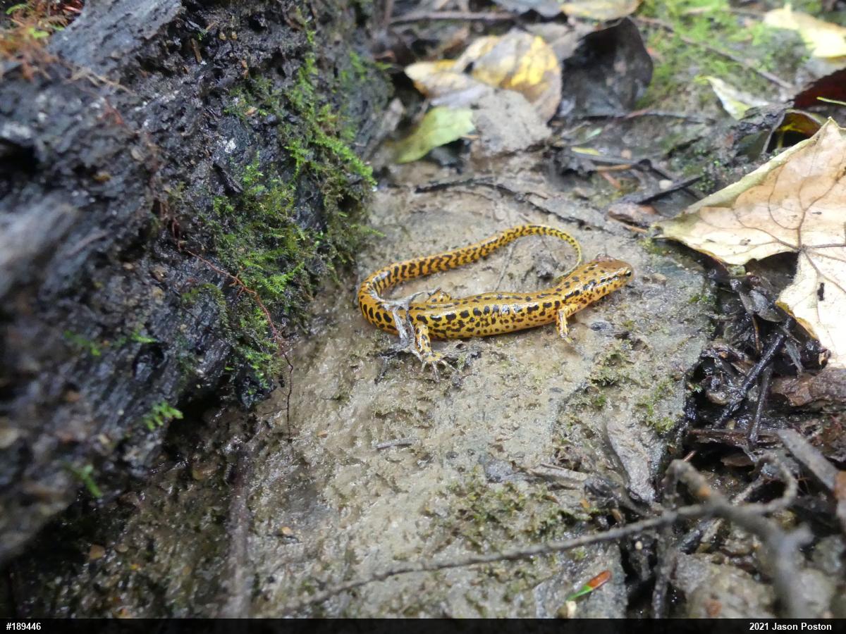 Eastern Long-tailed Salamander