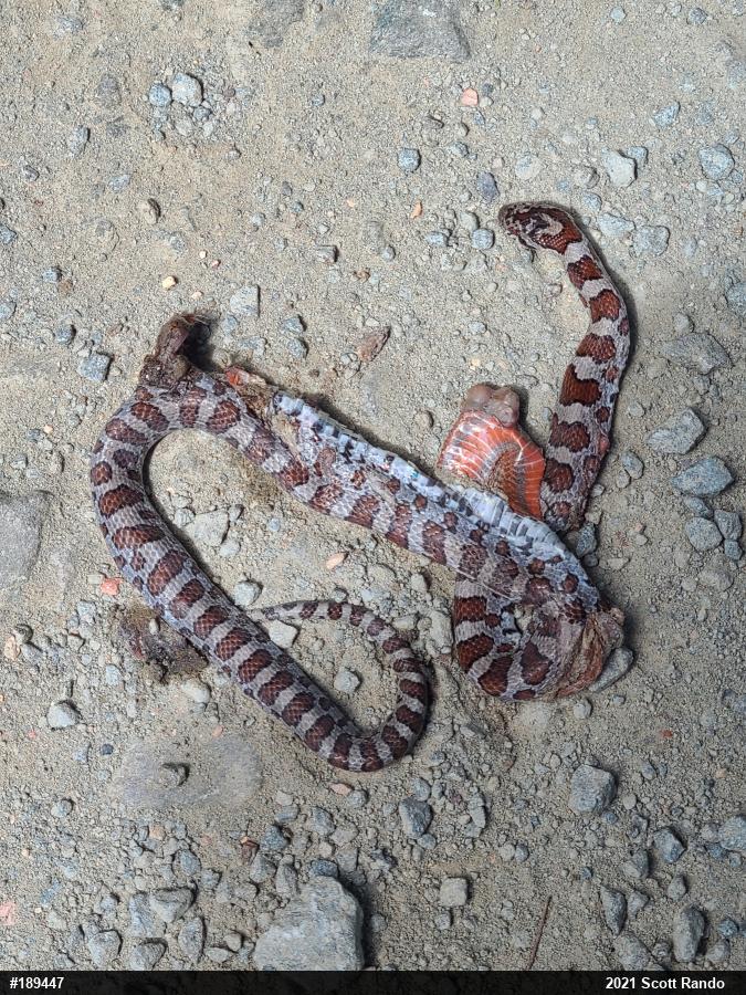 Eastern Milksnake