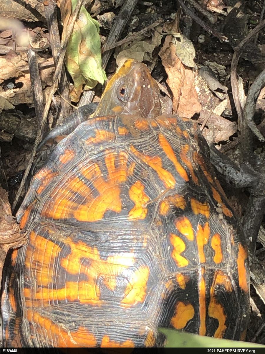 Eastern Box Turtle