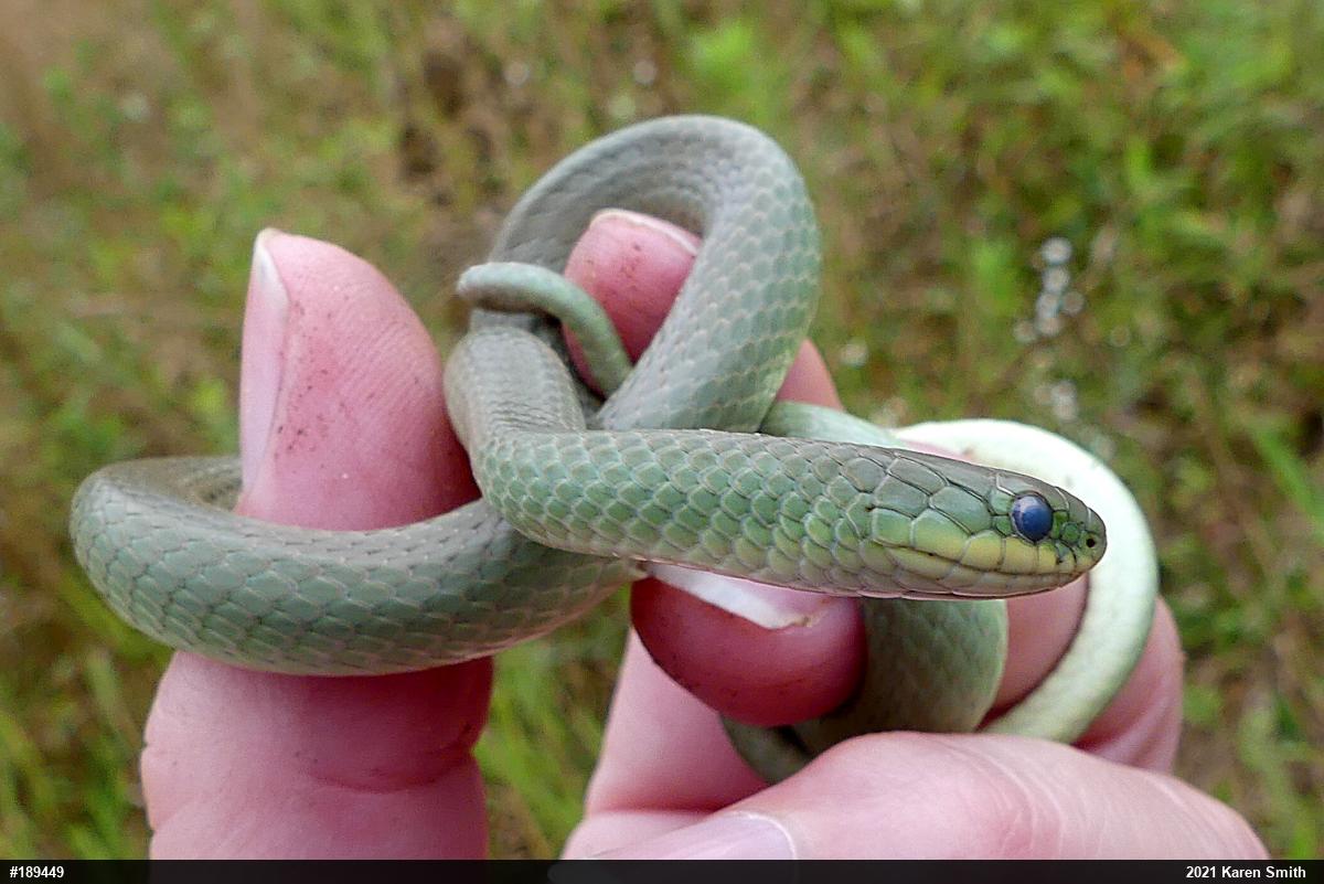 Smooth Greensnake