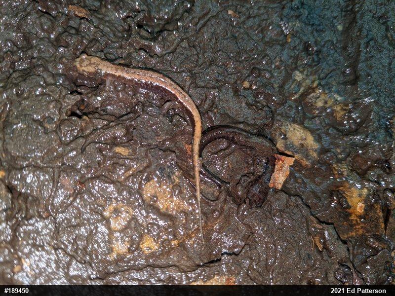 Allegheny Mountain Dusky Salamander