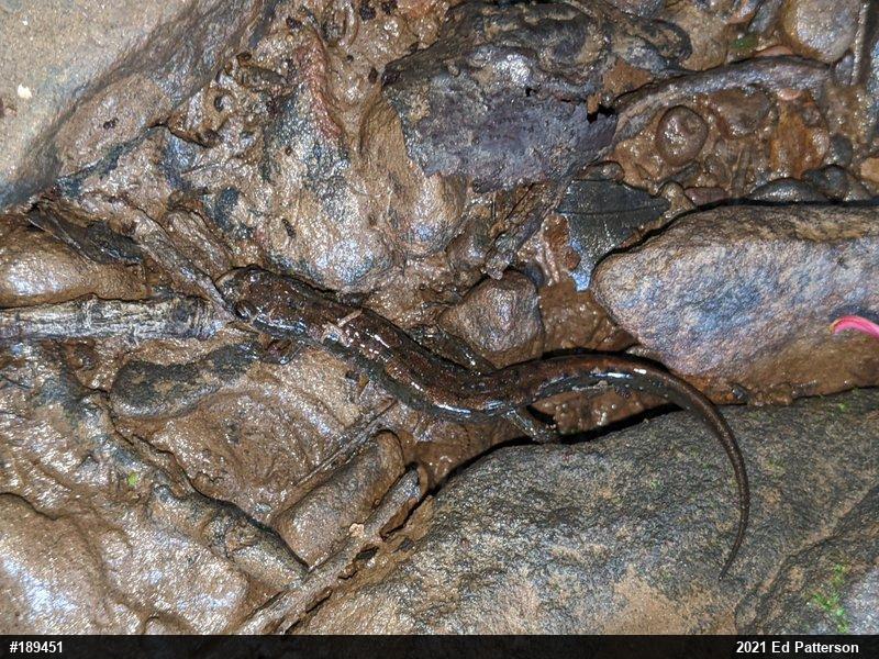 Northern Dusky Salamander