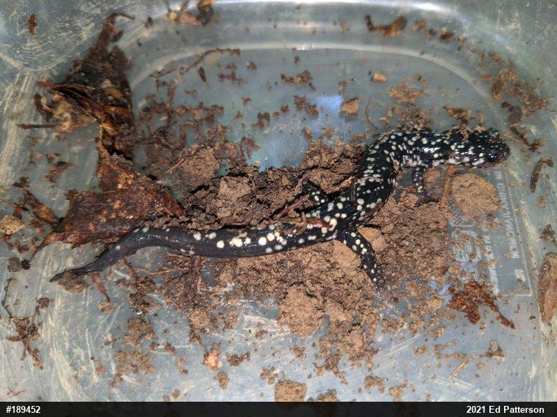 Northern Slimy Salamander
