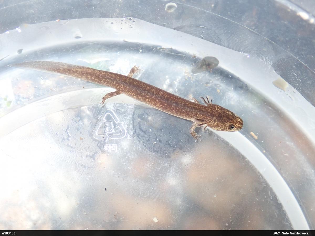 Northern Red Salamander