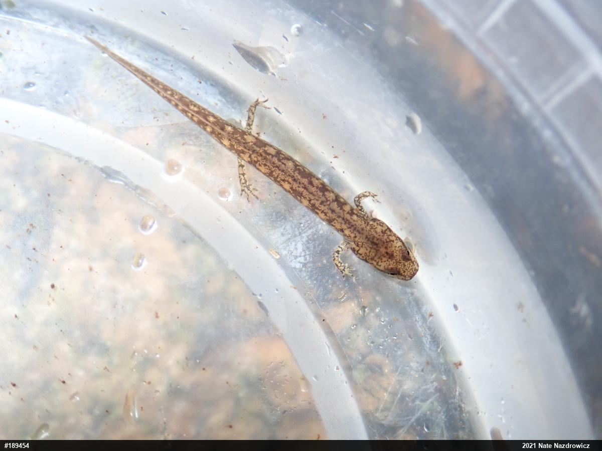 Northern Two-lined Salamander