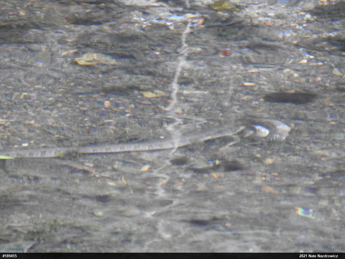 Northern Watersnake