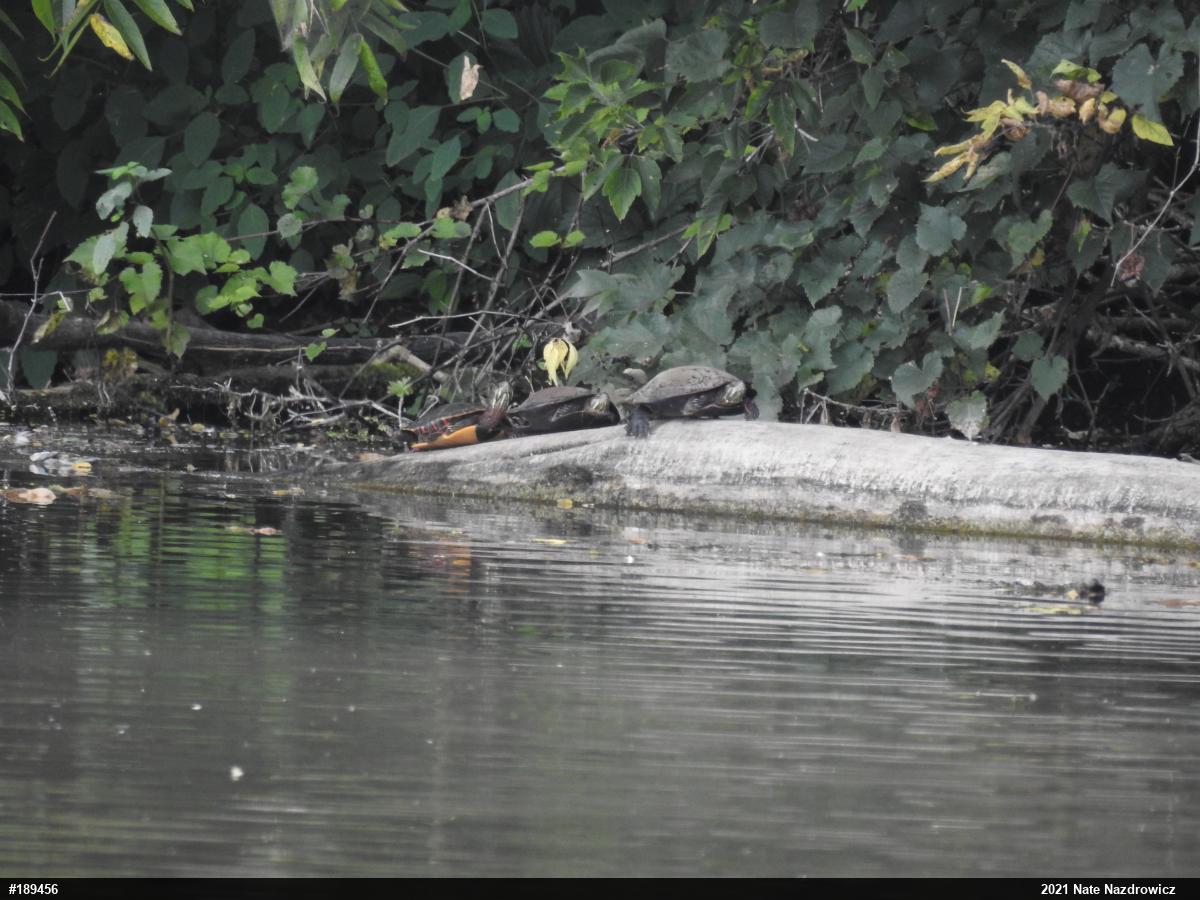 Painted Turtle