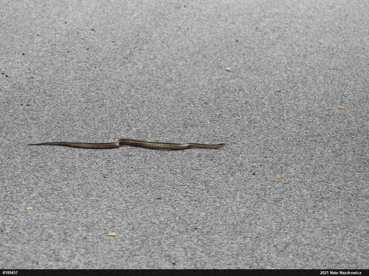 Eastern Gartersnake