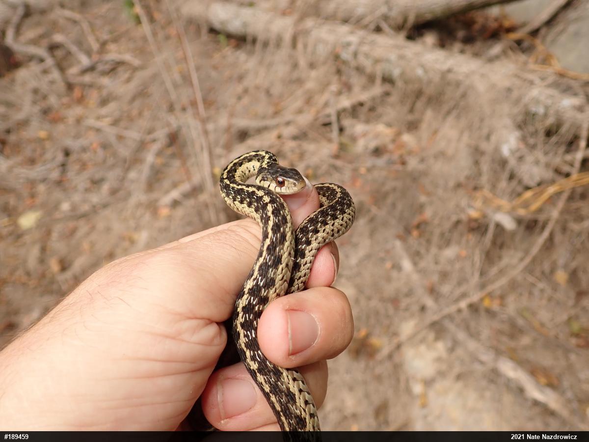 Eastern Gartersnake