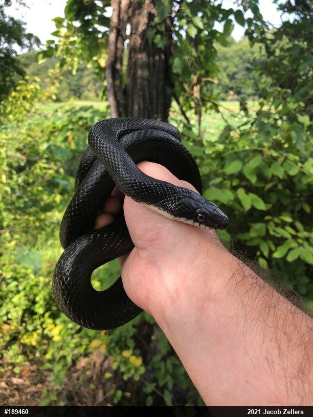 Eastern Ratsnake