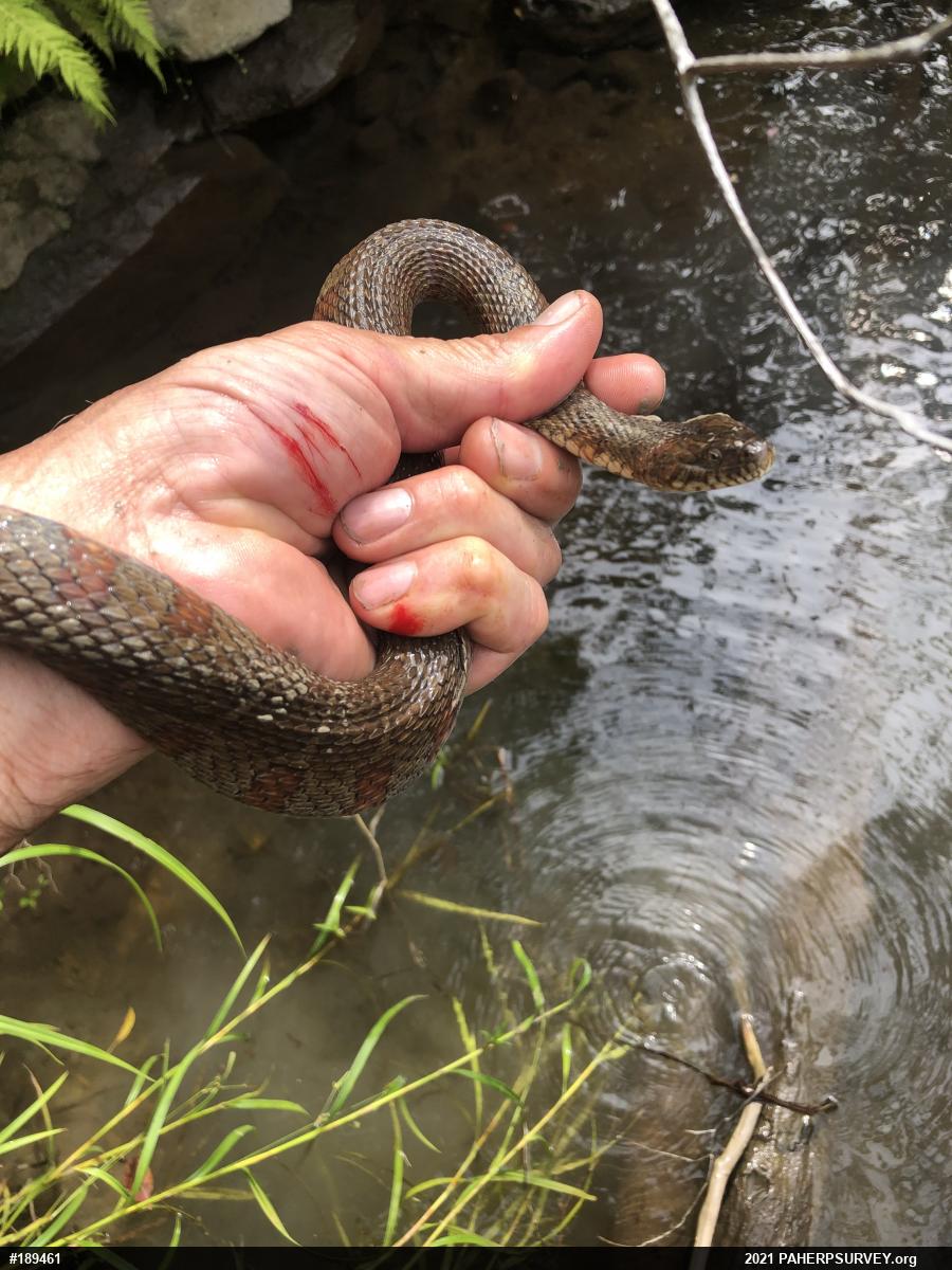 Northern Watersnake