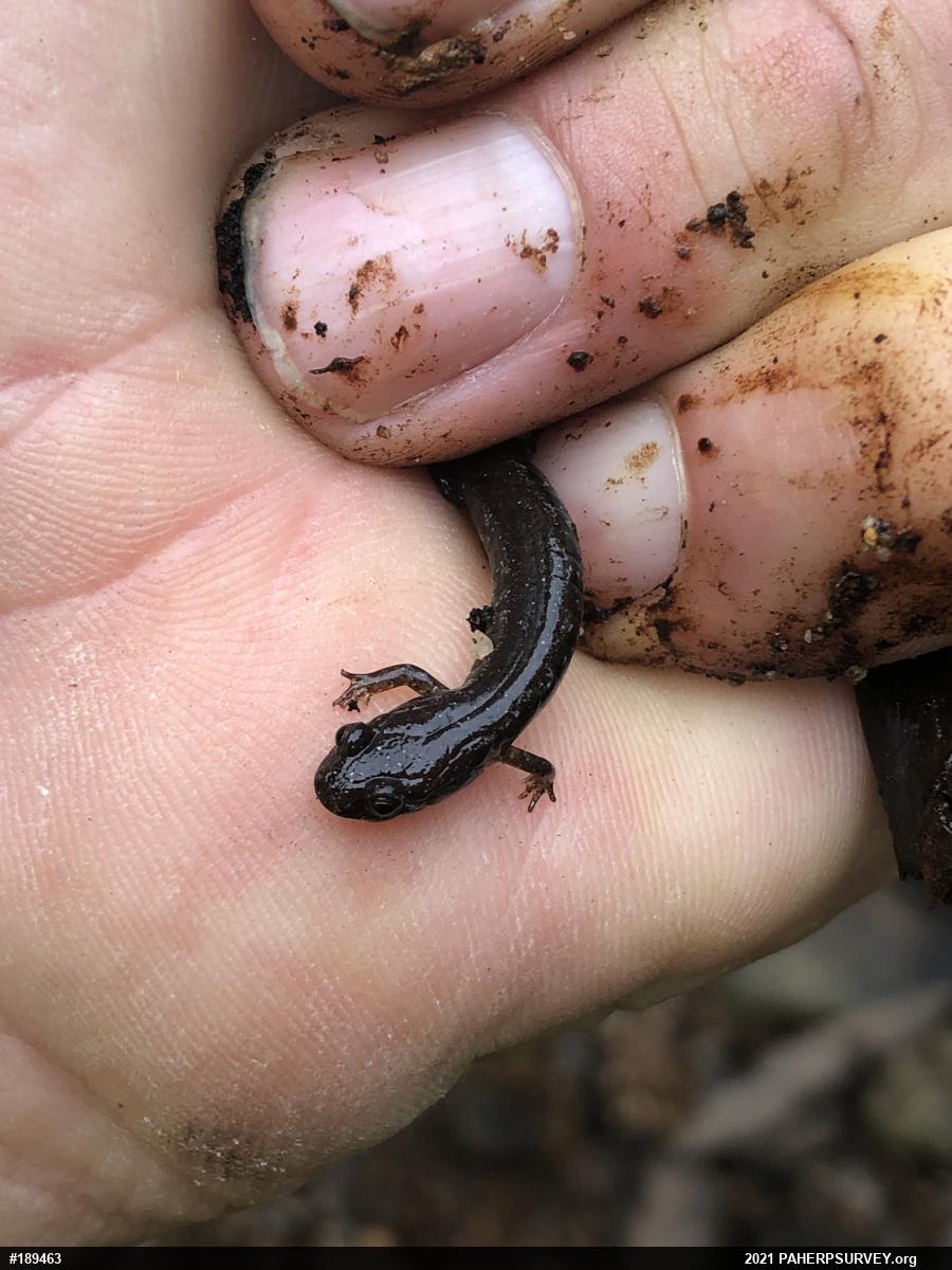 Dusky Salamanders